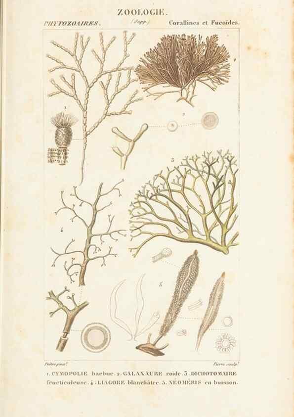 Reproducción/Reproduction 7780733354: Atlas de zoologie :. Paris :Germer Bailliere,1844.