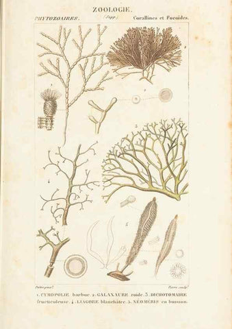 Reproducción/Reproduction 7780733354: Atlas de zoologie :. Paris :Germer Bailliere,1844.