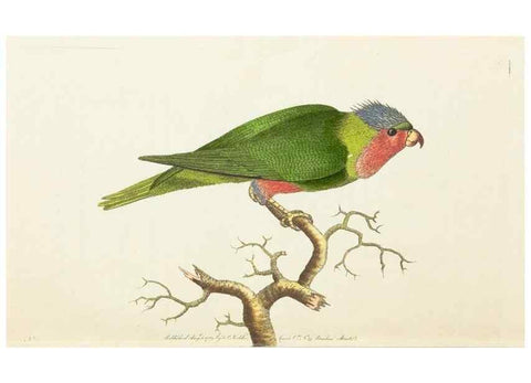 Reproducción/Reproduction 7780951896: The naturalists' miscellany :. London :Printed for Nodder & co,1789.