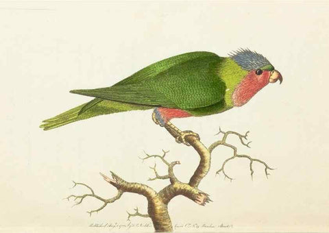 Reproducción/Reproduction 7780951896: The naturalists' miscellany :. London :Printed for Nodder & co,1789.