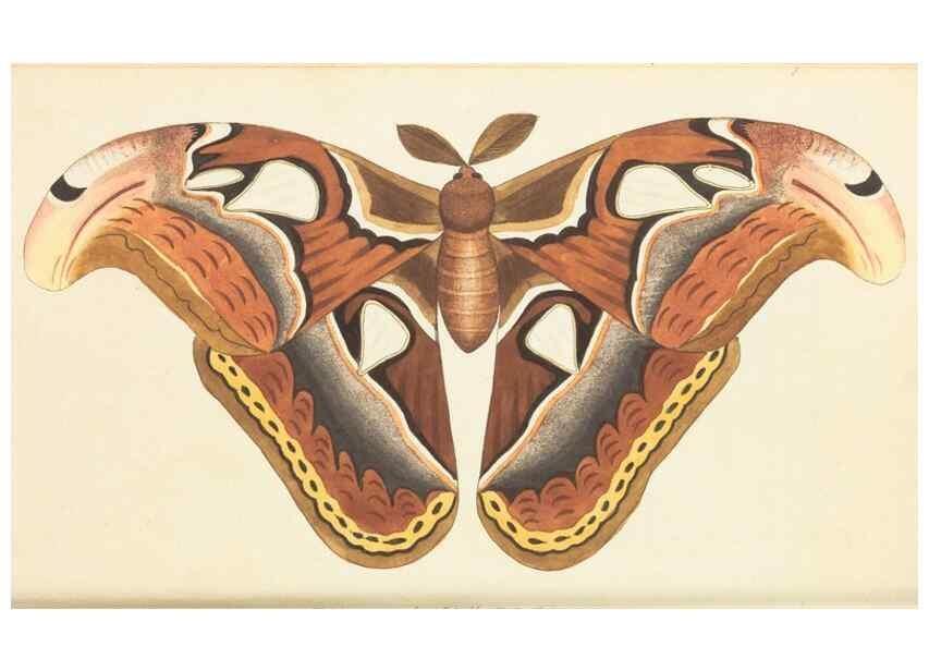 Reproducción/Reproduction 7780952682: The naturalists' miscellany :. London :Printed for Nodder & co,1789.