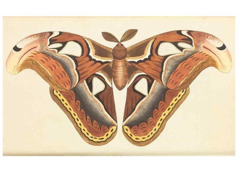 Reproducción/Reproduction 7780952682: The naturalists' miscellany :. London :Printed for Nodder & co,1789.