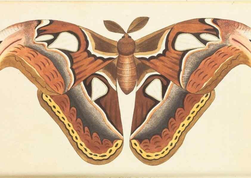 Reproducción/Reproduction 7780952682: The naturalists' miscellany :. London :Printed for Nodder & co,1789.