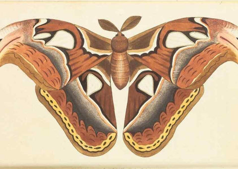 Reproducción/Reproduction 7780952682: The naturalists' miscellany :. London :Printed for Nodder & co,1789.