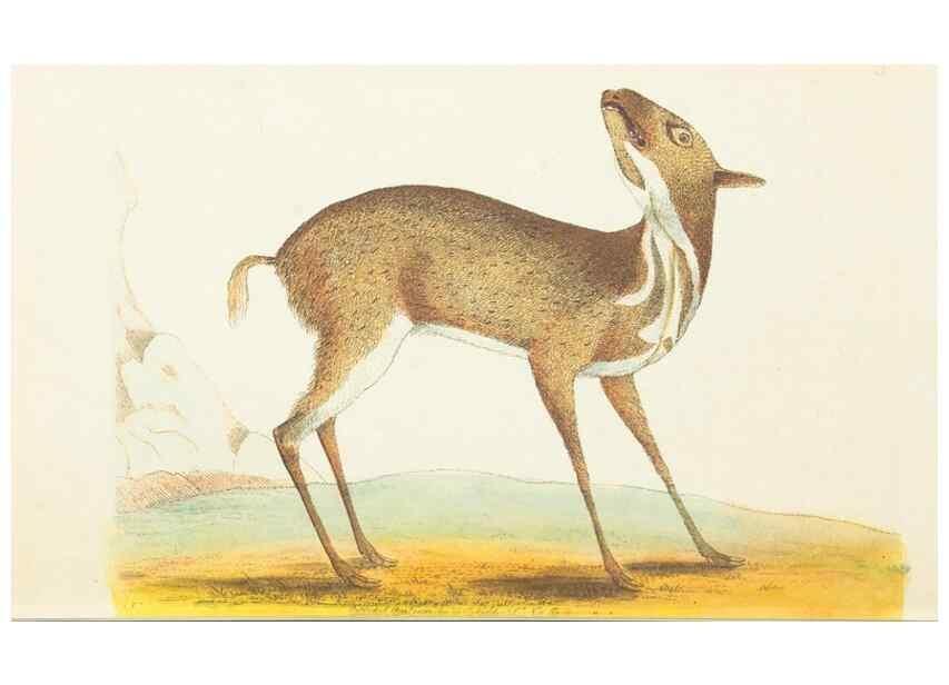 Reproducción/Reproduction 7780953486: The naturalists' miscellany :. London :Printed for Nodder & co,1789.