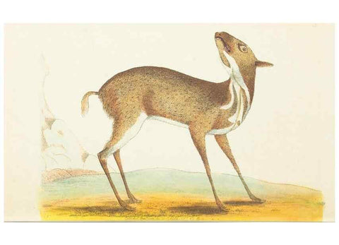 Reproducción/Reproduction 7780953486: The naturalists' miscellany :. London :Printed for Nodder & co,1789.
