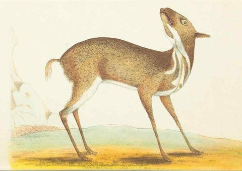 Reproducción/Reproduction 7780953486: The naturalists' miscellany :. London :Printed for Nodder & co,1789.