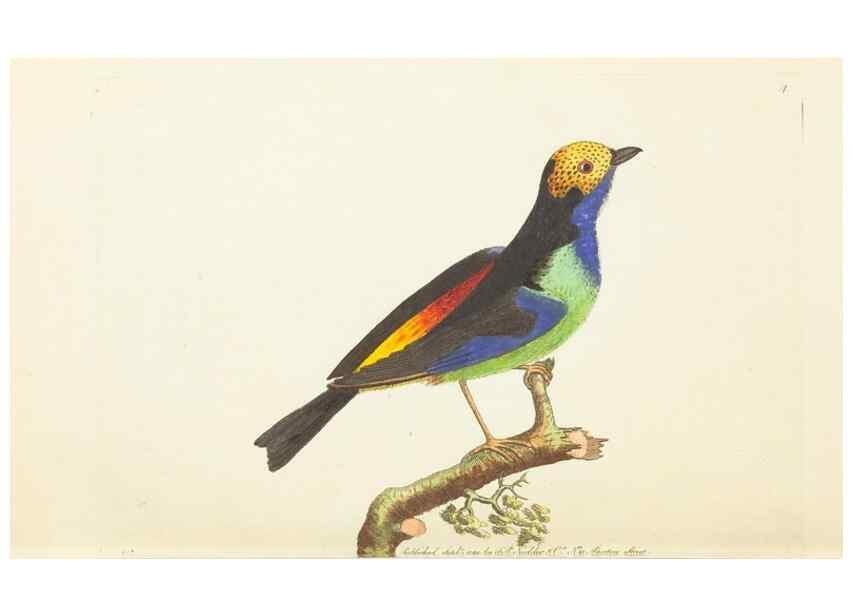 Reproducción/Reproduction 7780954112: The naturalists' miscellany :. London :Printed for Nodder & co,1789.