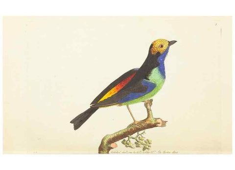 Reproducción/Reproduction 7780954112: The naturalists' miscellany :. London :Printed for Nodder & co,1789.