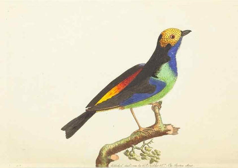 Reproducción/Reproduction 7780954112: The naturalists' miscellany :. London :Printed for Nodder & co,1789.