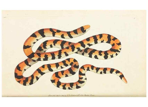 Reproducción/Reproduction 7780954826: The naturalists' miscellany :. London :Printed for Nodder & co,1789.