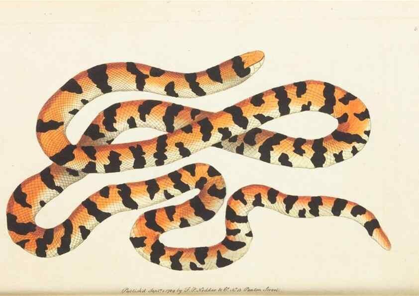 Reproducción/Reproduction 7780954826: The naturalists' miscellany :. London :Printed for Nodder & co,1789.