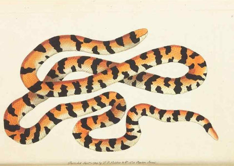 Reproducción/Reproduction 7780954826: The naturalists' miscellany :. London :Printed for Nodder & co,1789.