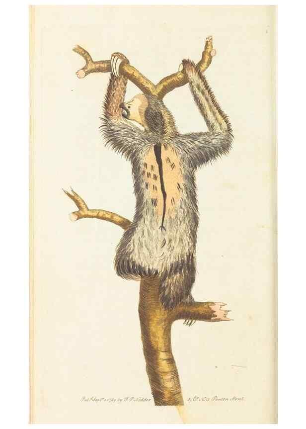 Reproducción/Reproduction 7780955564: The naturalists' miscellany :. London :Printed for Nodder & co,1789.