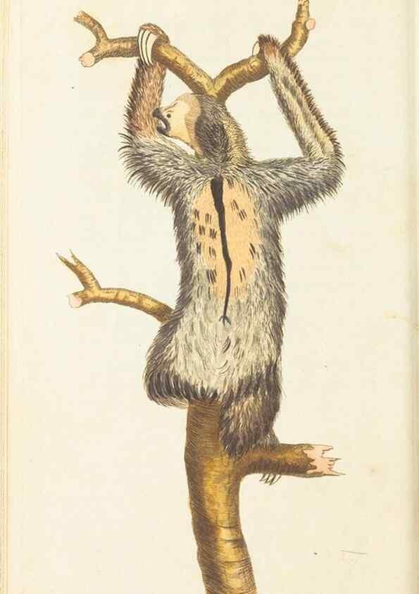 Reproducción/Reproduction 7780955564: The naturalists' miscellany :. London :Printed for Nodder & co,1789.