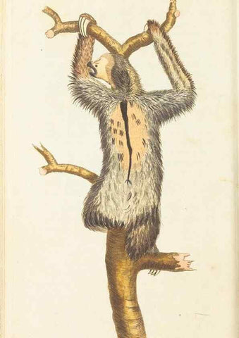 Reproducción/Reproduction 7780955564: The naturalists' miscellany :. London :Printed for Nodder & co,1789.