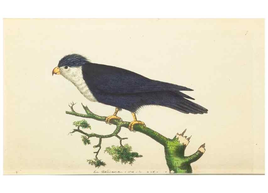 Reproducción/Reproduction 7780956310: The naturalists' miscellany :. London :Printed for Nodder & co,1789.