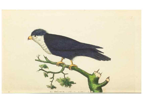 Reproducción/Reproduction 7780956310: The naturalists' miscellany :. London :Printed for Nodder & co,1789.