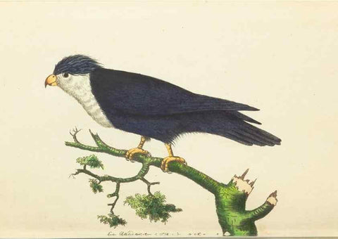 Reproducción/Reproduction 7780956310: The naturalists' miscellany :. London :Printed for Nodder & co,1789.