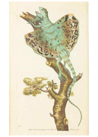 Reproducción/Reproduction 7780957078: The naturalists' miscellany :. London :Printed for Nodder & co,1789.