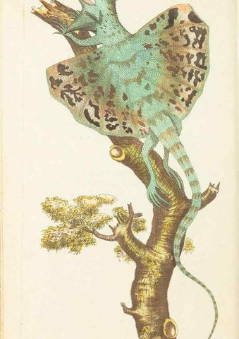 Reproducción/Reproduction 7780957078: The naturalists' miscellany :. London :Printed for Nodder & co,1789.