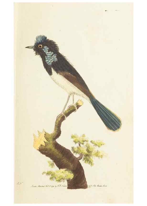 Reproducción/Reproduction 7780958536: The naturalists' miscellany :. London :Printed for Nodder & co,1789.