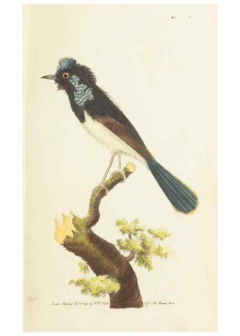 Reproducción/Reproduction 7780958536: The naturalists' miscellany :. London :Printed for Nodder & co,1789.