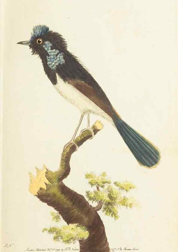 Reproducción/Reproduction 7780958536: The naturalists' miscellany :. London :Printed for Nodder & co,1789.