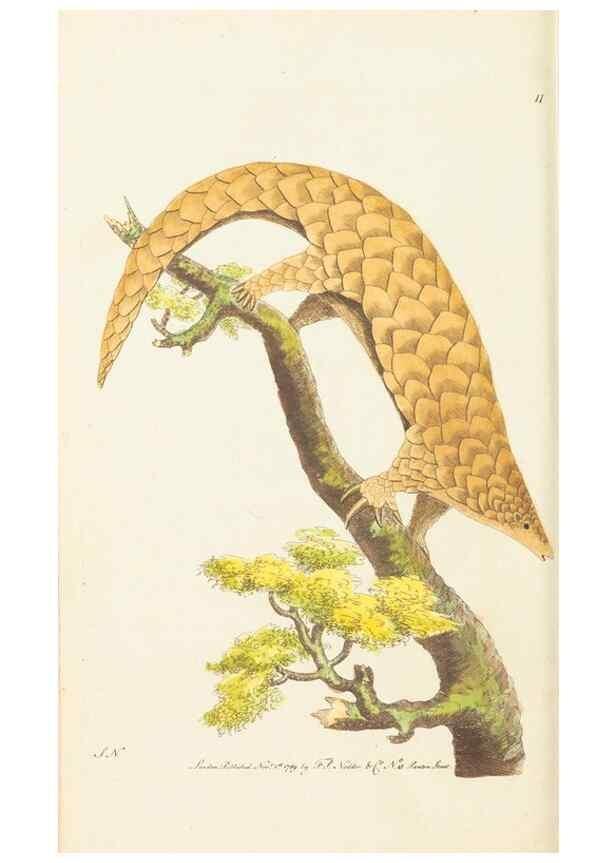 Reproducción/Reproduction 7780959188: The naturalists' miscellany :. London :Printed for Nodder & co,1789.