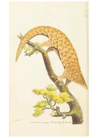 Reproducción/Reproduction 7780959188: The naturalists' miscellany :. London :Printed for Nodder & co,1789.