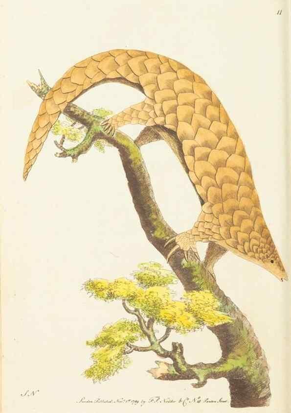 Reproducción/Reproduction 7780959188: The naturalists' miscellany :. London :Printed for Nodder & co,1789.