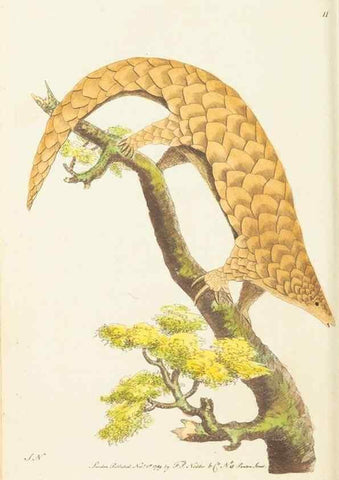 Reproducción/Reproduction 7780959188: The naturalists' miscellany :. London :Printed for Nodder & co,1789.
