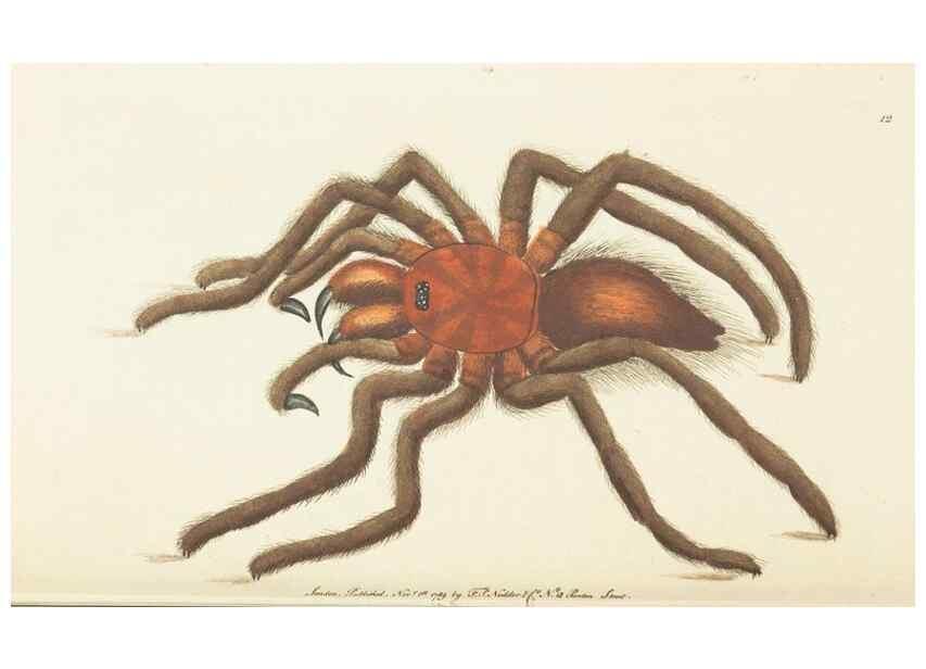 Reproducción/Reproduction 7780960000: The naturalists' miscellany :. London :Printed for Nodder & co,1789.