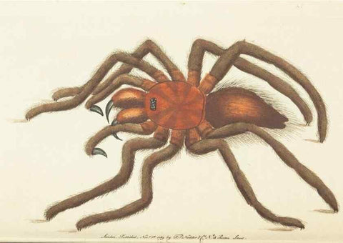 Reproducción/Reproduction 7780960000: The naturalists' miscellany :. London :Printed for Nodder & co,1789.