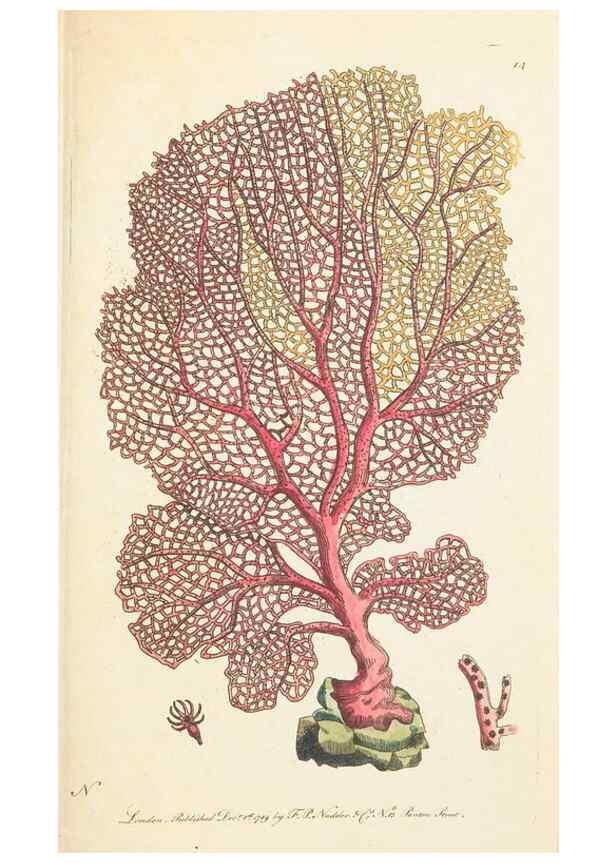 Reproducción/Reproduction 7780961824: The naturalists' miscellany :. London :Printed for Nodder & co,1789.