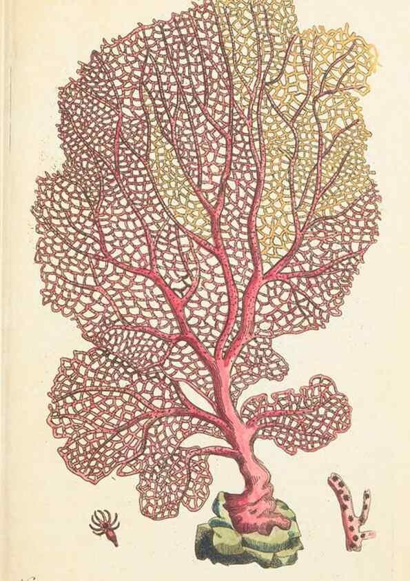 Reproducción/Reproduction 7780961824: The naturalists' miscellany :. London :Printed for Nodder & co,1789.