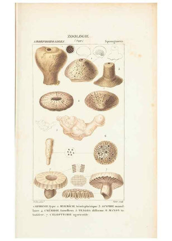 Reproducción/Reproduction 7780732546: Atlas de zoologie :. Paris :Germer Bailliere,1844.