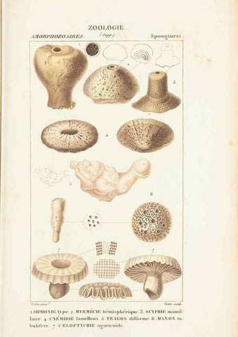 Reproducción/Reproduction 7780732546: Atlas de zoologie :. Paris :Germer Bailliere,1844.