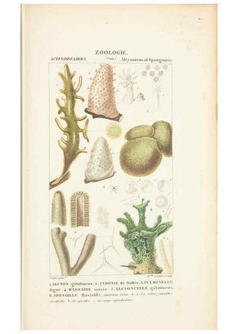 Reproducción/Reproduction 7780731678: Atlas de zoologie :. Paris :Germer Bailliere,1844.