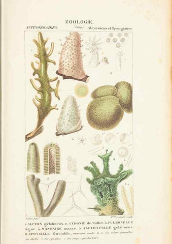 Reproducción/Reproduction 7780731678: Atlas de zoologie :. Paris :Germer Bailliere,1844.