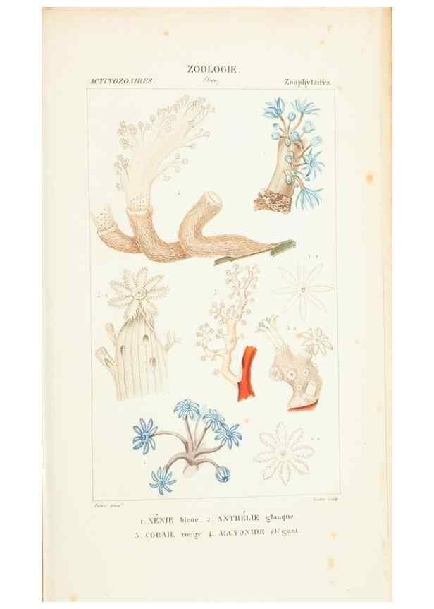 Reproducción/Reproduction 7780730802: Atlas de zoologie :. Paris :Germer Bailliere,1844.