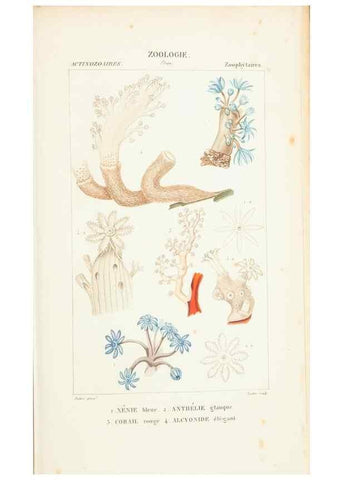 Reproducción/Reproduction 7780730802: Atlas de zoologie :. Paris :Germer Bailliere,1844.