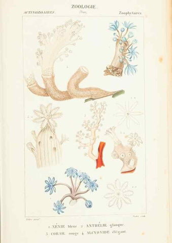 Reproducción/Reproduction 7780730802: Atlas de zoologie :. Paris :Germer Bailliere,1844.