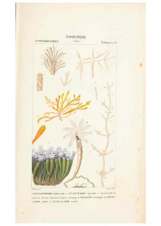 Reproducción/Reproduction 7780730080: Atlas de zoologie :. Paris :Germer Bailliere,1844.