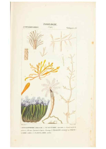 Reproducción/Reproduction 7780730080: Atlas de zoologie :. Paris :Germer Bailliere,1844.