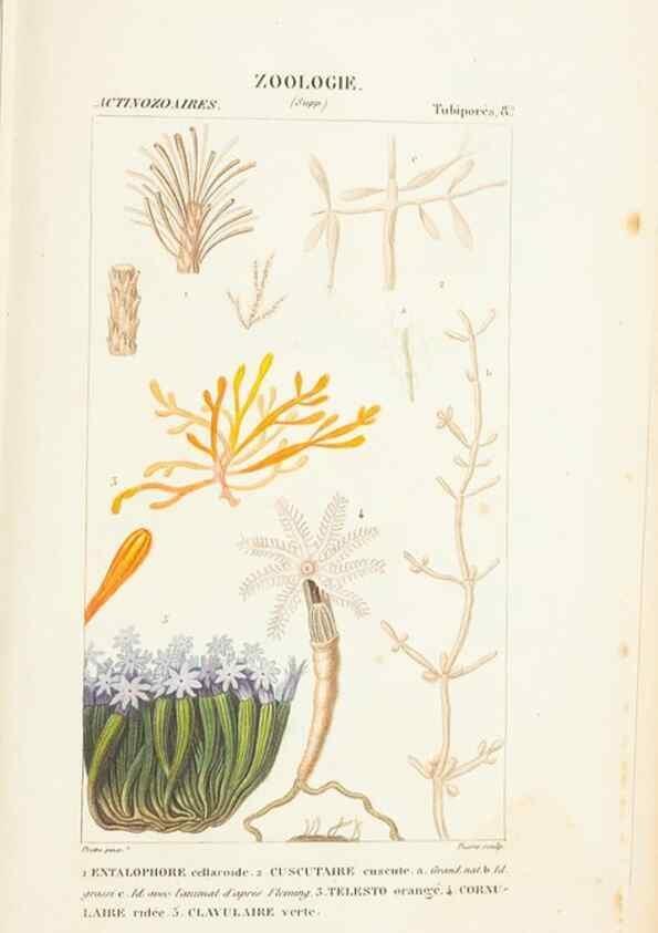 Reproducción/Reproduction 7780730080: Atlas de zoologie :. Paris :Germer Bailliere,1844.