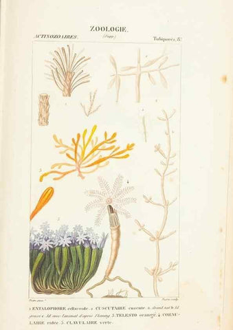 Reproducción/Reproduction 7780730080: Atlas de zoologie :. Paris :Germer Bailliere,1844.