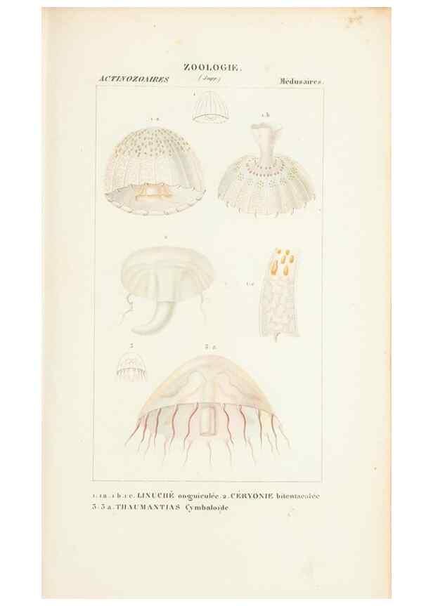 Reproducción/Reproduction 7780717764: Atlas de zoologie :. Paris :Germer Bailliere,1844.