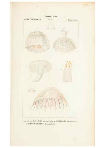 Reproducción/Reproduction 7780717764: Atlas de zoologie :. Paris :Germer Bailliere,1844.