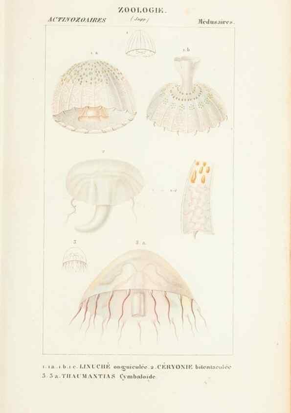Reproducción/Reproduction 7780717764: Atlas de zoologie :. Paris :Germer Bailliere,1844.